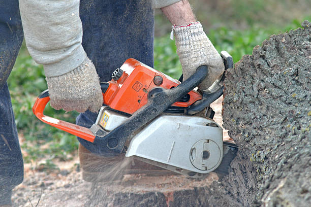 Best Tree Cabling and Bracing  in White Oak, MD